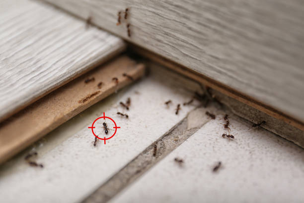 Best Commercial Pest Control Services  in Burnettown, SC